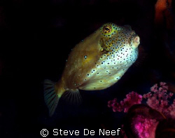 taken on a dive at the ducomi pier. by Steve De Neef 